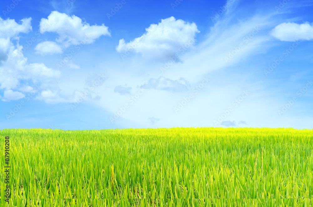 Scenery meadow viewpoint and green paddy rice field for background Scenery meadow viewpoint and green paddy rice field for background