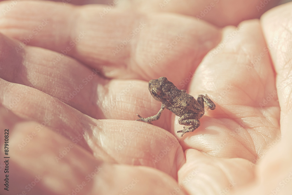 Obraz premium Small young frog in hands of a person during summer
