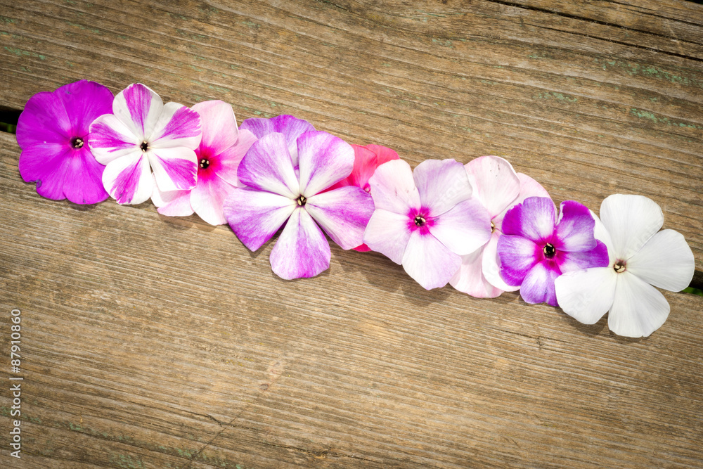 border from flowers phlox on wooden background with copy space border from flowers phlox on wooden background with copy space