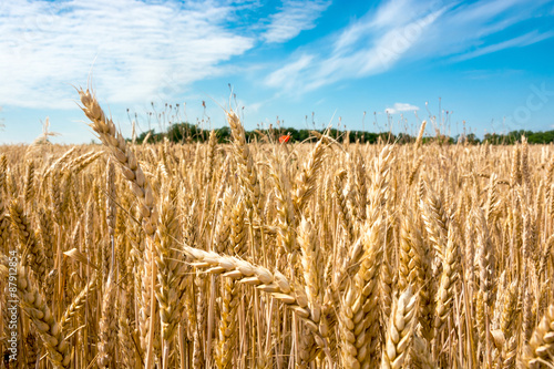 Wheat field, summer landscape