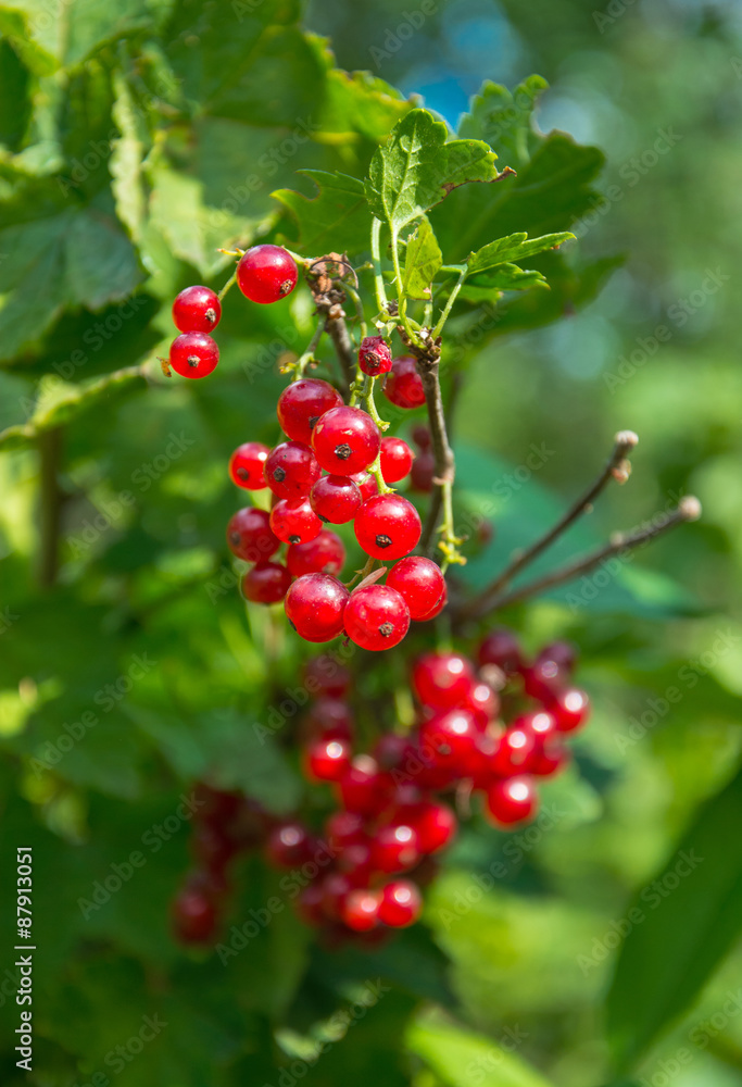 Red currant berries Red currant berries