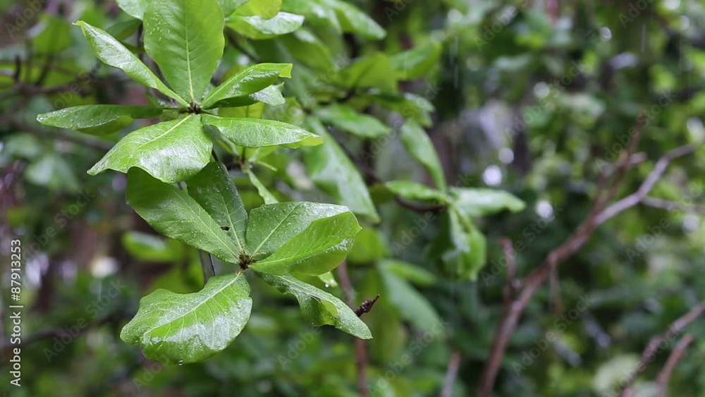 Raindrops falling on big green leaves of tropical tree Raindrops falling on big green leaves of tropical tree