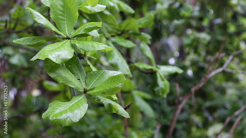 Wallpaper Mural Raindrops falling on big green leaves of tropical tree Torontodigital.ca