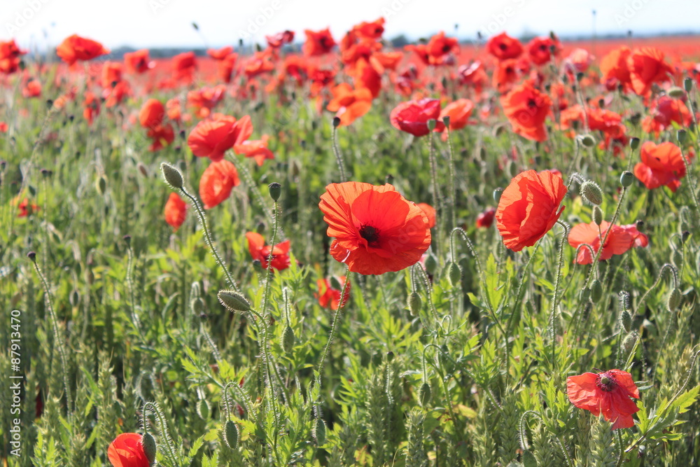 Obraz premium Scarlet Poppies in Field of Corn, Summer, England.