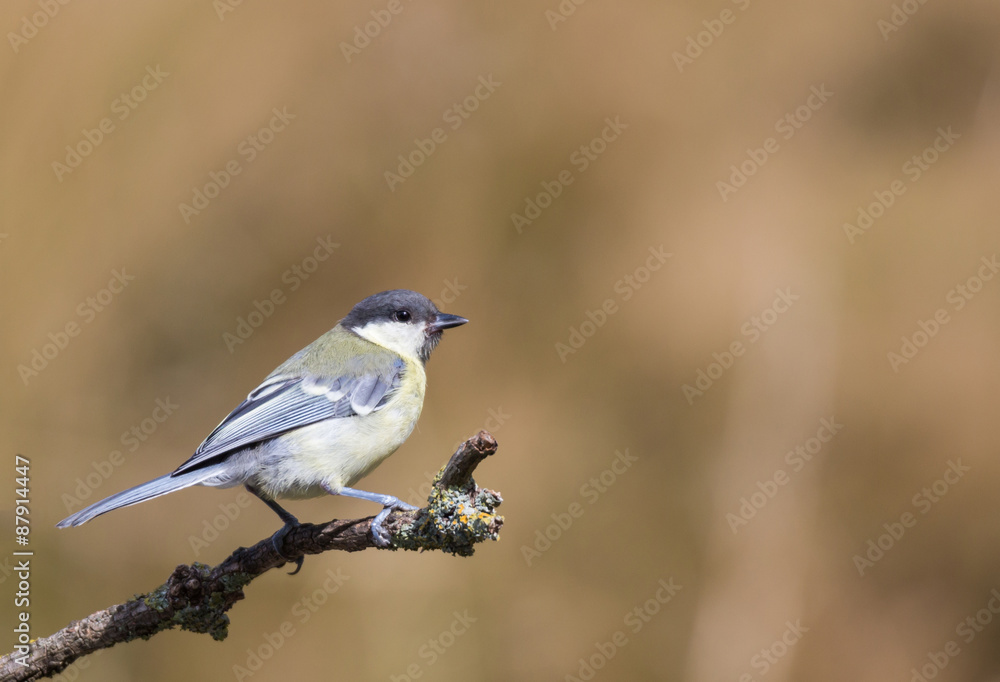 Fototapeta premium mésange charbonnière