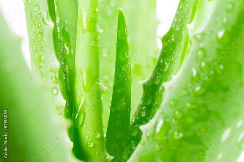Aloe vera on white background