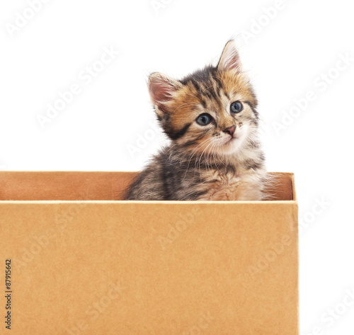 Kitten and cardboard.