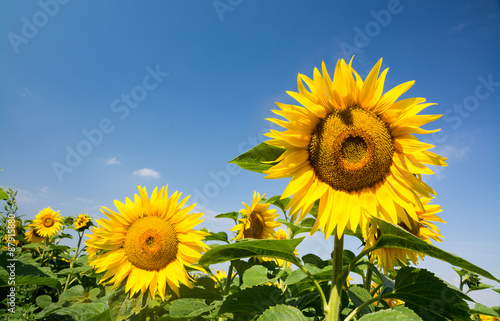 Fototapeta Naklejka Na Ścianę i Meble -  Sonneblumen