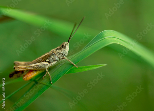 Obraz na plátne cute grasshopper