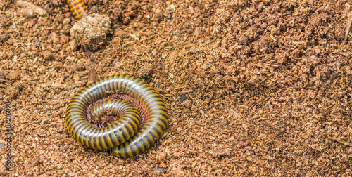 Tropical spiral insect, millipede photo