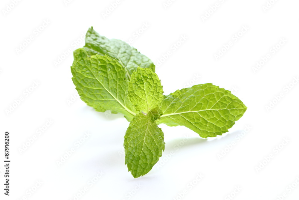 Fresh mint close up on white Fresh mint close up on white