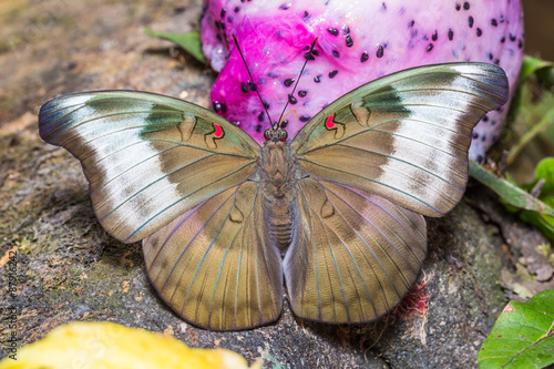 Female Redspot Duke butterfly photo