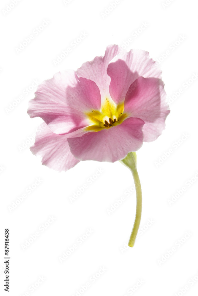 spring flower spring flower