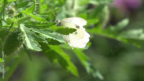 cabbage white Butterfly on plant  photo