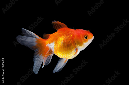 goldfish isolated on black background