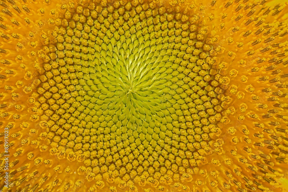 Sunflower Sunflower