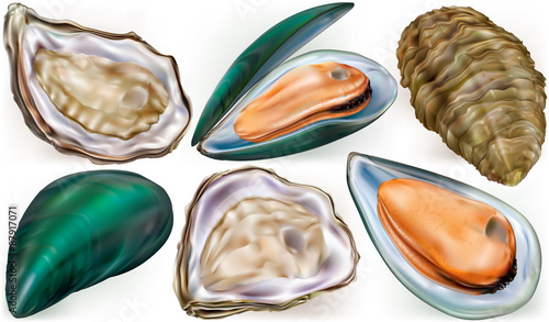 Set of mussels and oysters