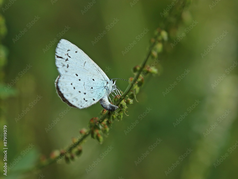 Eiablage des Faulbaumbläulings (Celastrina argiolus) an Weißem Steinklee (Melilotus albus)
Eiablage des Faulbaumbläulings (Celastrina argiolus) an Weißem Steinklee (Melilotus albus)