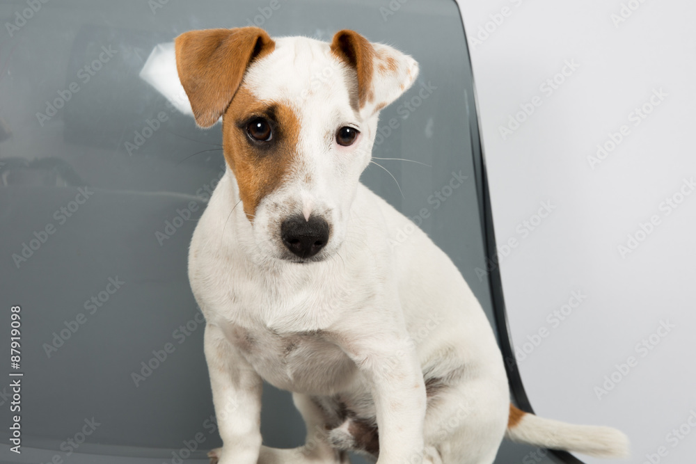 Jack Russell Terrier in front of grey background