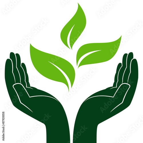 Green plant in human hands