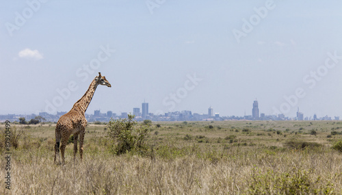 giraffe and Nairobi skyline