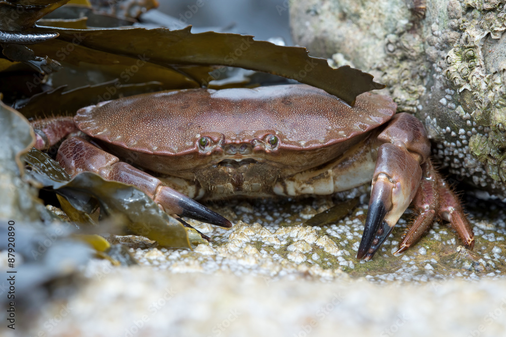 Brown Crab (Cancer Pagarus)/Brown Crab on a barnacle covered rock