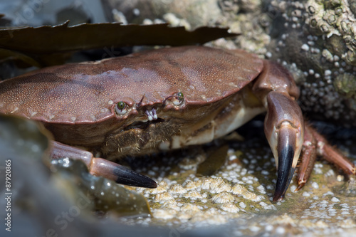 Brown Crab  Cancer Pagarus  Brown Crab on a barnacle covered rock