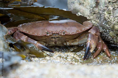 Brown Crab  Cancer Pagarus  Brown Crab on a barnacle covered rock