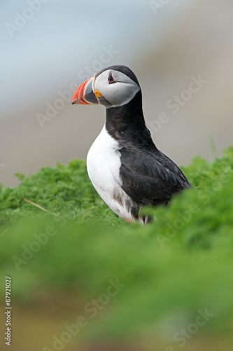 Atlantic Puffin (Alca Arctica)/Puffin amongst the ground cover of The Wick on Skomer Island