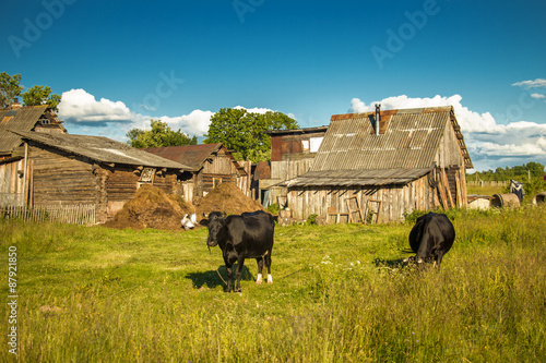 Cows on a farm. photo