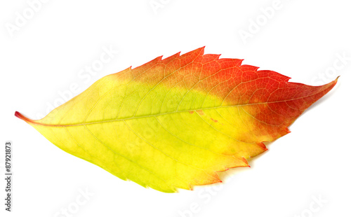 Multicolor autumn leaf from parthenocissus quinquefolia foliage