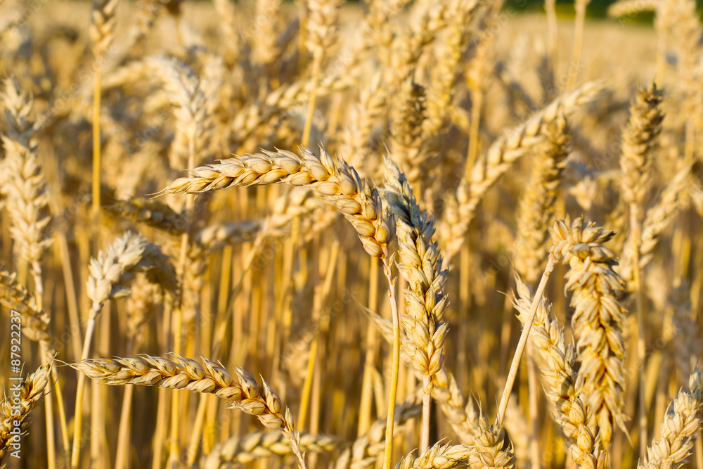 Fototapeta premium Close up of ripe wheat ears