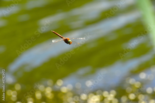 Tableau sur toile Dragonfly close up flying over the water