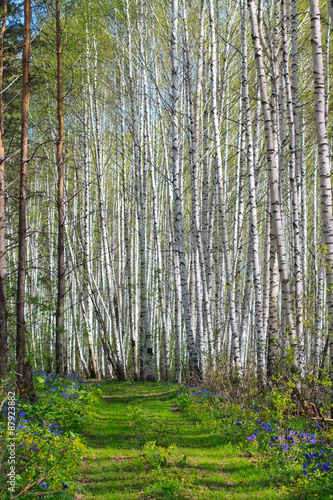 Sunny birch grove
