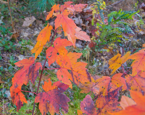 Maple leaves with a vibrant mix of yellow, orange, pink, purple. 