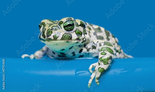 Large frog