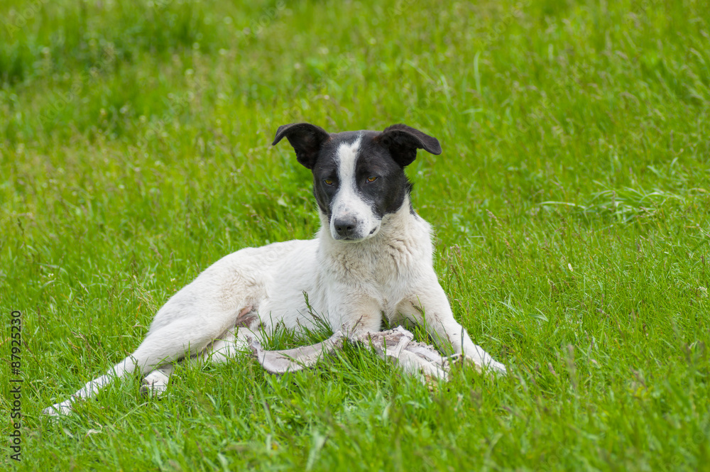 Adorable stray dog lying in spring grass