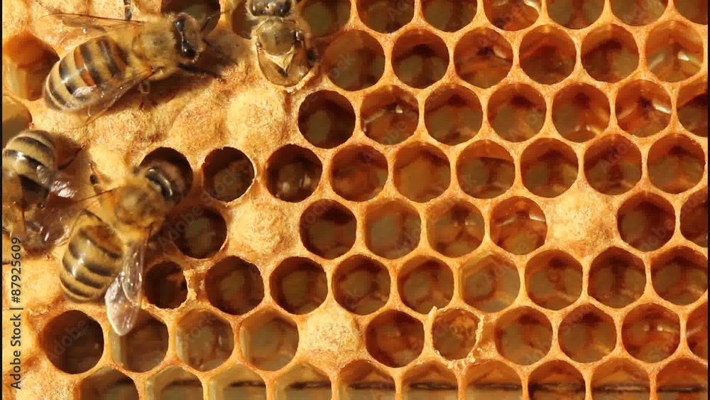 Birth of bee.
Bees are expanding holes in cocoons for free exit out of them. Birth of bee.
Bees are expanding holes in cocoons for free exit out of them.