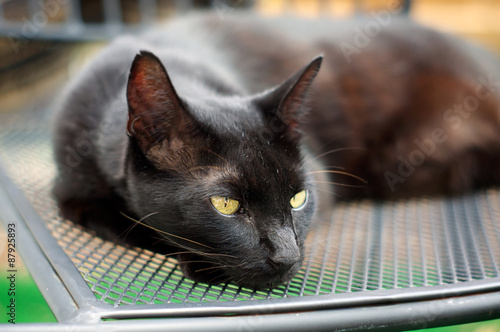 Canvas Print Havana Brown Cat resting on chair