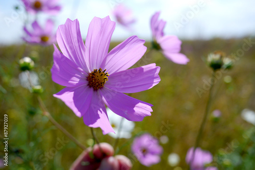 purple flowers in a summery field