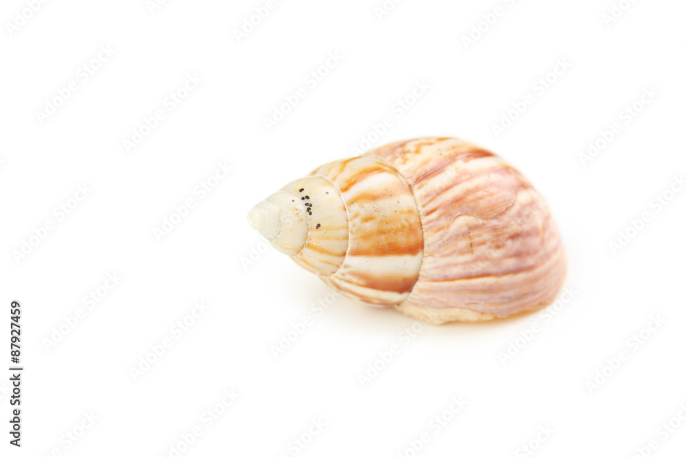 Sea shell isolated on white