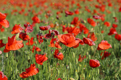 Red poppy flowers field  close up
