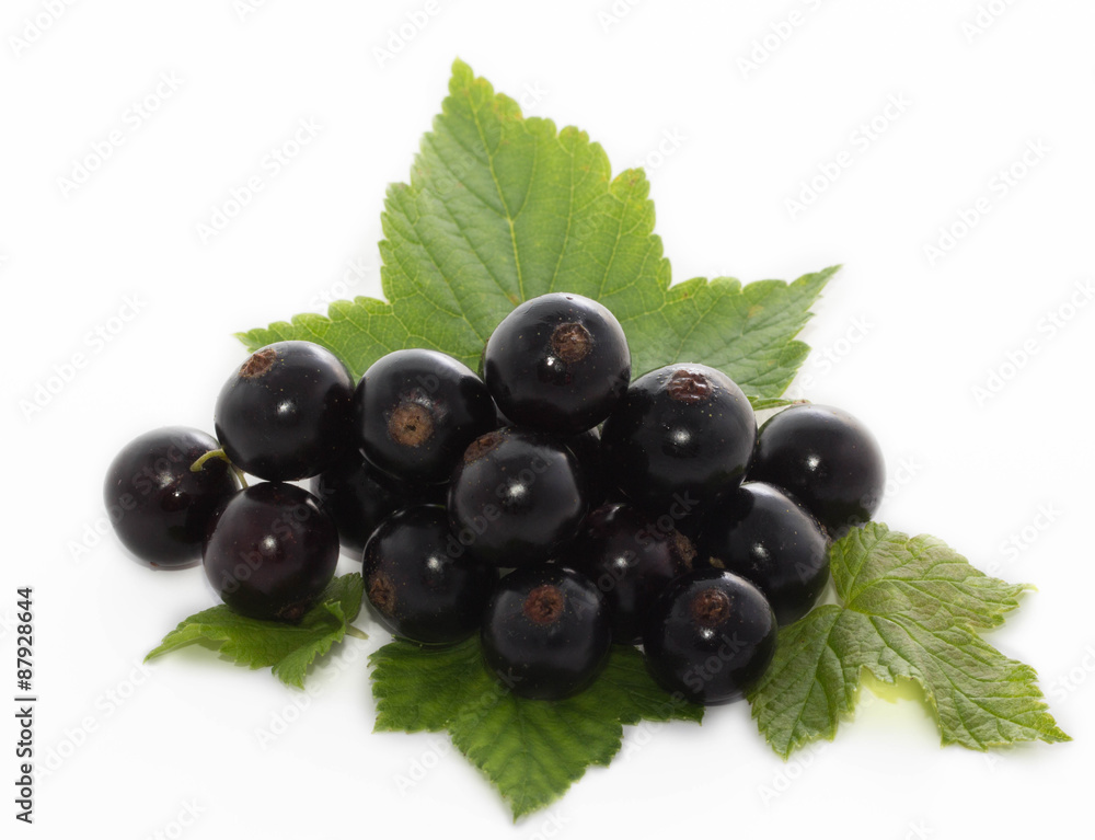 black currant