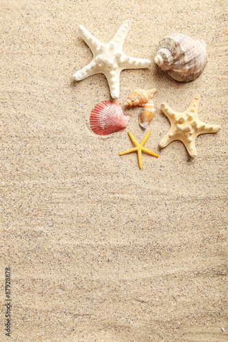 Sea shells on a beach sand