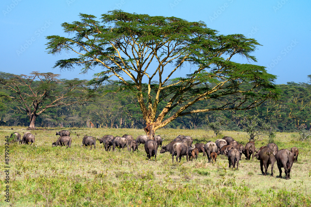 Fototapeta premium Savanna with acacia trees