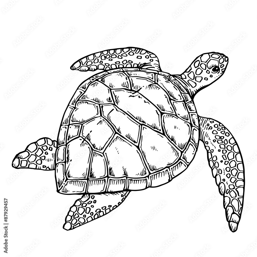 Obraz premium turtle 