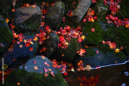 Photography Momiji leaves, Japanese maple on rocks
