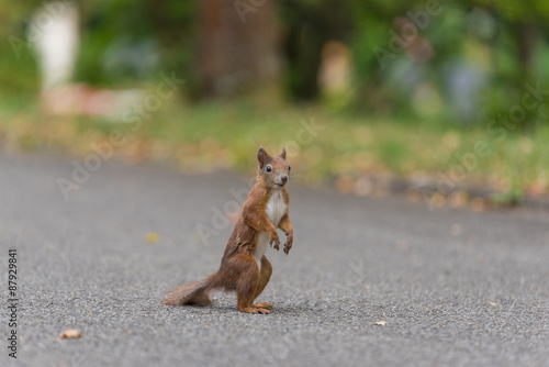 Eichhörnchen hält Ausschau