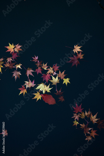 japanese maple leaves on water surface