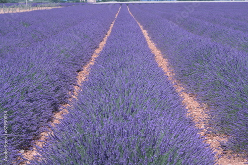 champs de lavandes photo